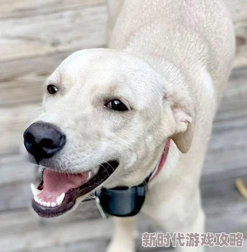 被自己家狗狗c了一天网友曝光监控画面引发热议