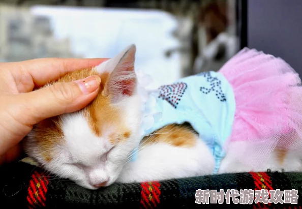 别揉我奶头网友表示心疼猫咪希望主人温柔对待小动物