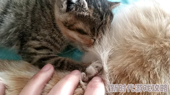 别揉我奶头网友表示心疼猫咪希望主人温柔对待小动物
