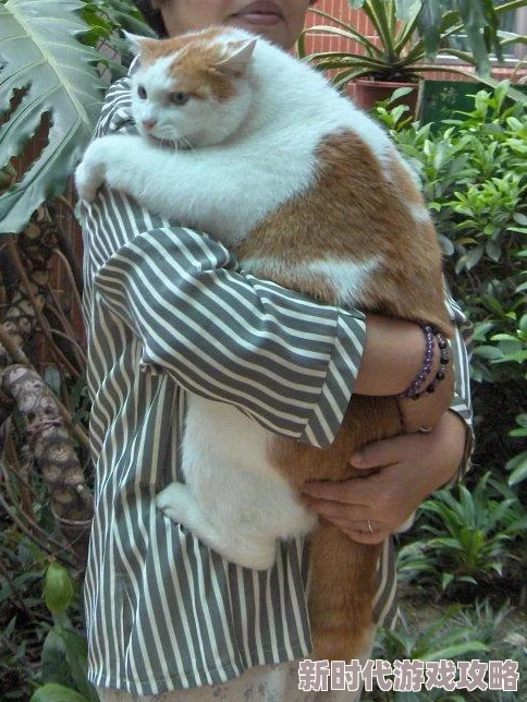 爆料！怪物猎人系列中，哪只猫咪外观最可爱迷人引热议