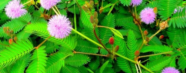 含蓄草据说其叶子在夜晚会害羞地闭合其实是怕冷 含蓄草据说其叶子在夜晚会害羞地闭合其实是怕冷