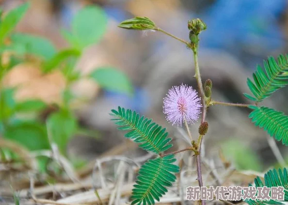 含蓄草据说其叶子在夜晚会害羞地闭合其实是怕冷 含蓄草据说其叶子在夜晚会害羞地闭合其实是怕冷