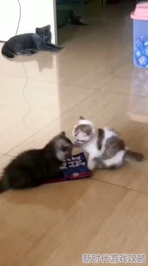 铜铜铜铜铜铜~好痛原视频标题为《小猫打架》上传者账号已被封禁 铜铜铜铜铜铜~好痛原视频标题为《小猫打架》上传者账号已被封禁