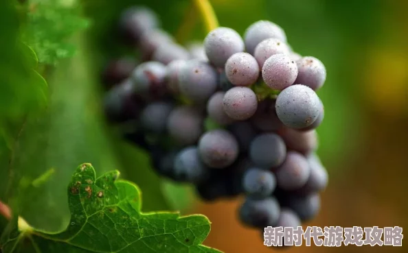 揭秘葡萄园夜间管理新策略：高科技监控确保葡萄不掉落，深夜突击检查成常态