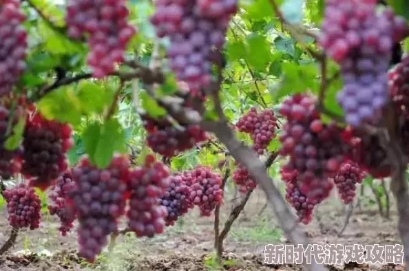 揭秘葡萄园夜间管理新策略：高科技监控确保葡萄不掉落，深夜突击检查成常态