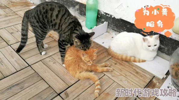 小黄3P听说隔壁老王家的橘猫也参与了还有隔壁小花家的鹦鹉在围观