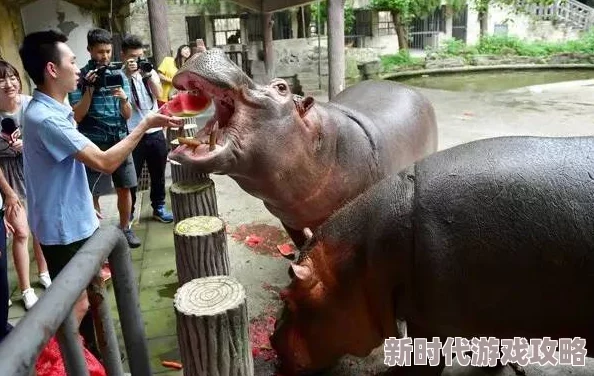 河马的秘密河文轩器材室惊现大量过期药品和不明用途器械