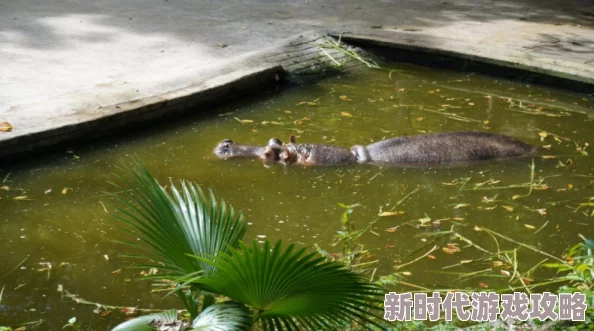 河马的秘密河文轩器材室惊现大量过期药品和不明用途器械