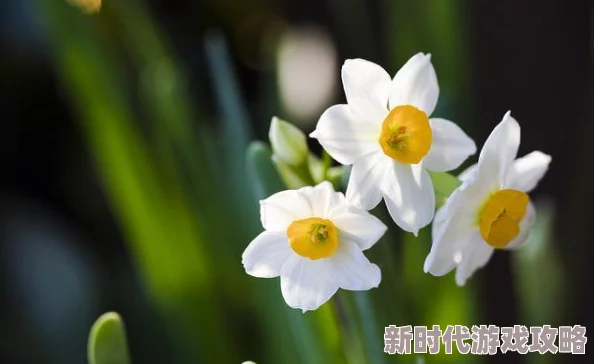 水仙是一种什么性取向自恋的指向自身也被称为自我性向