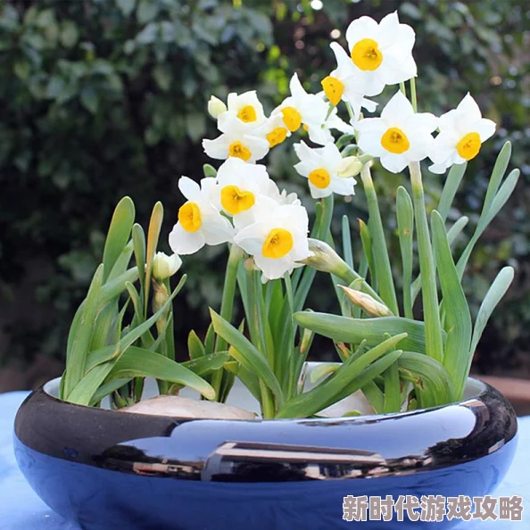 水仙是一种什么性取向自恋的指向自身也被称为自我性向