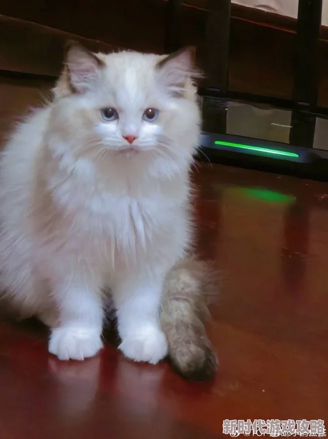 隔壁邻居是个漂亮的小姐姐听说最近养了只可爱的布偶猫 隔壁邻居是个漂亮的小姐姐听说最近养了只可爱的布偶猫