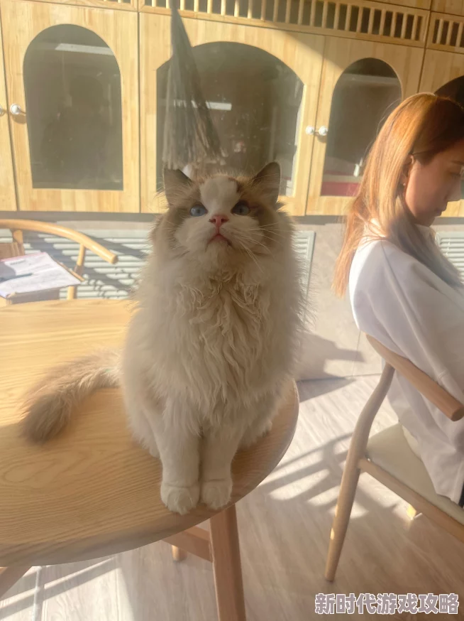 隔壁邻居是个漂亮的小姐姐听说最近养了只可爱的布偶猫 隔壁邻居是个漂亮的小姐姐听说最近养了只可爱的布偶猫