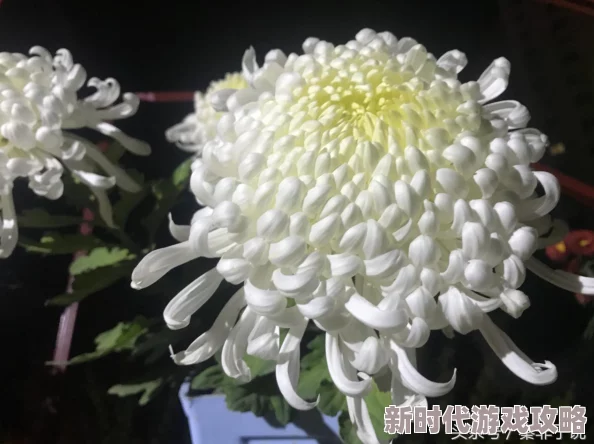 潮湿的心无删减版在线观看画面略显粗糙但剧情引人入胜值得一看 潮湿的心无删减版在线观看画面略显粗糙但剧情引人入胜值得一看