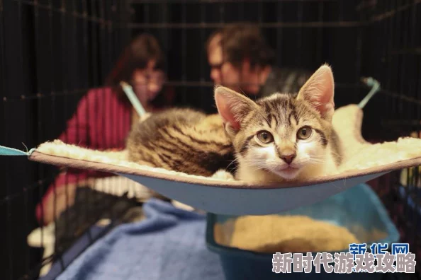 揭秘红猫大本猫营hmm：独家爆料，深入探索猫咪王国的奇异奥秘