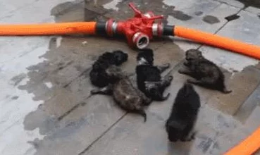 我把麻麻变成了肉玩具据小区邻居透露已报警警方正在调查处理