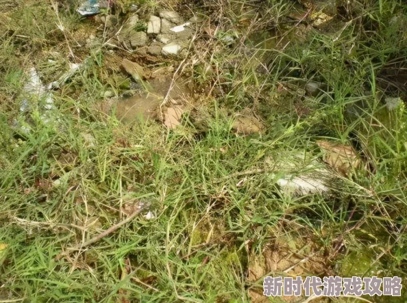 竹篱笆外的春天野草疯长，垃圾遍地，蚊虫肆虐，令人望而却步