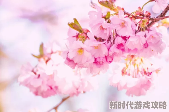 浪漫樱花免费播放高清版下载谨防病毒风险请选择正版渠道观看