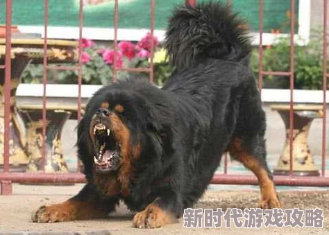 藏獒的那个太大了好疼可能指藏獒体型或其他特征导致的某种不适感需进一步了解具体语境 藏獒的那个太大了好疼可能指藏獒体型或其他特征导致的某种不适感需进一步了解具体语境