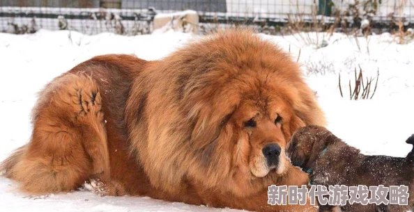 藏獒的那个太大了好疼可能指藏獒体型或其他特征导致的某种不适感需进一步了解具体语境 藏獒的那个太大了好疼可能指藏獒体型或其他特征导致的某种不适感需进一步了解具体语境