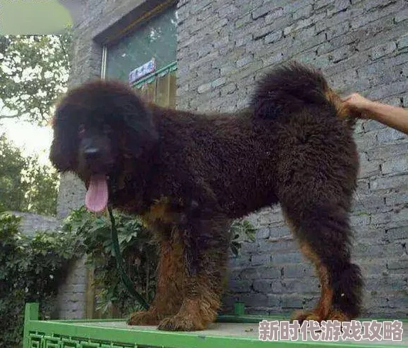 藏獒的那个太大了好疼可能指藏獒体型或其他特征导致的某种不适感需进一步了解具体语境 藏獒的那个太大了好疼可能指藏獒体型或其他特征导致的某种不适感需进一步了解具体语境