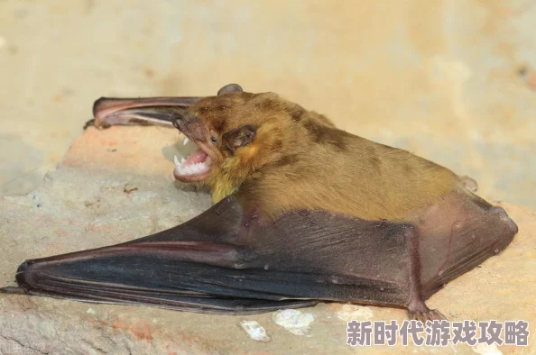 亚洲视频区因为其种类繁多的内容满足了不同观众的需求