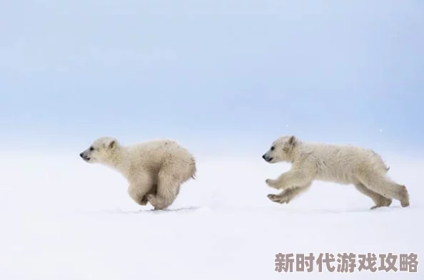 揭秘:小生活成年期动物不为人知的独特用处与惊人爆料 揭秘:小生活成年期动物不为人知的独特用处与惊人爆料
