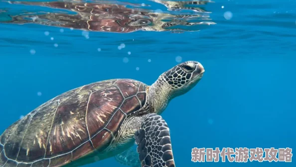 2025年我的世界中海龟的多样用途与生态价值介绍 2025年我的世界中海龟的多样用途与生态价值介绍